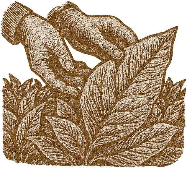 Tobacco Selection At Harvest Clouds For Cubacco